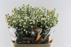 Aster Paquita 80cm 40gr.