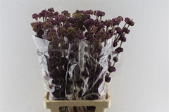 Callicarpa Bodinieri Giraldii 80cm