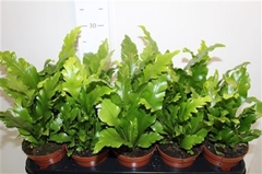 Asplenium Nidus Campio 12Ø 25cm