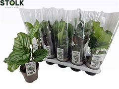 Calathea Mixed 5 Varietys 12Ø 40cm