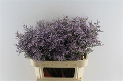 Limonium Safora Lilac 80cm 40gr.