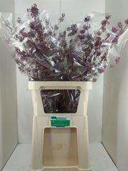 Callicarpa Bodinieri Profusion 100cm