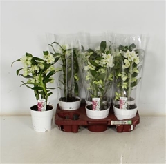 Dendrobium Star Class Apollon 12Ø 40cm 2st