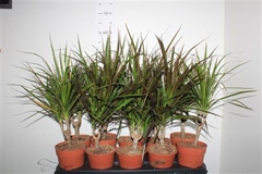 Dracaena Mix 2 Pieces 12Ø 45cm