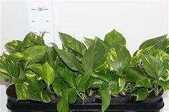 Epipremnum Aureum 12Ø 20cm