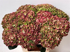 Hydrangea Coral Classic 65cm 16-18cm Hd