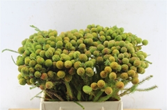 Berzelia Galpinii 40cm