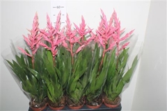 Guzmania Claire 12Ø 60cm