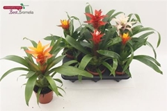 Guzmania Mix 12Ø 35cm