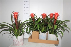 Guzmania Hope 12Ø 38cm