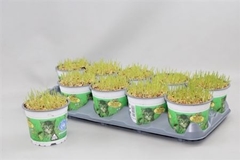 Hordeum Kitty Grass 12Ø 10cm