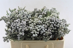 Brunia Laevis 50cm