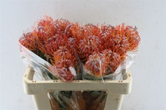 Leucospermum Naomi 50cm