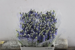 Muscari Armeniacum 26cm