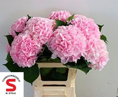 Hydrangea Verena 65cm 18-20cm Hd