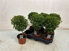 Myrtus Communis 12Ø 30cm
