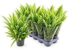 Nephrolepsis Green Delight 12Ø 45cm
