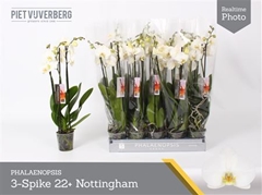 Phalaenopsis Nottingham 12Ø 65cm 3st