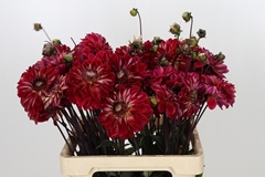 Dahlia Quin 60cm