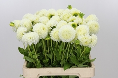 Dahlia Reycroft Jan 55cm