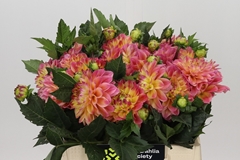 Dahlia Princess Elisabeth 40cm