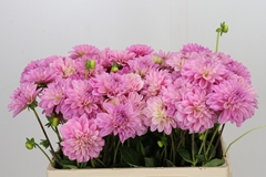 Dahlia Vera Louise 55cm
