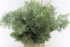 Cupressus Arizonica Glauca Per Bunch 55cm 200gr.