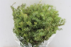 Juniperus Squamata Meyeri Per Bunch
