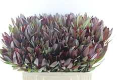 Leucadendron Safari Sunset 60cm