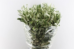 Olea Europaea Per Bunch 60cm 400gr.