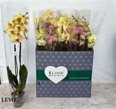 Phalaenopsis Yellow 12Ø 75cm 2st