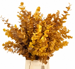 Eucalyptus Stuartiana Yellow Per Bunch 70cm 150gr.