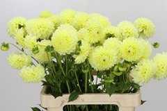 Dahlia Banana Baby 55cm