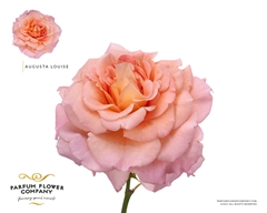 Rosa Parfum Augusta Louise 60cm