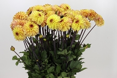 Dahlia Gelia 60cm