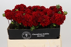 Dahlia Jowey Velvet 55cm