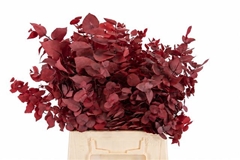 Eucalyptus Stuartiana Red Per Bunch 55cm 100gr.