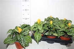 Aphelandra Squarrosa Dania 13Ø 23cm