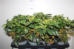 Ardisia Crenata 13Ø 29cm