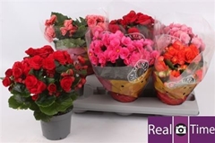 Begonia Double Mix 13Ø 28cm