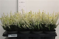 Callu Gg Aurica 13Ø 25cm