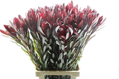Leucadendron Safari Sunset 110cm