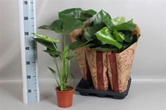Monstera Deliciosa 13Ø 55cm