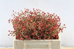 Rosa Fair Jewel 30cm