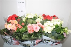 Begonia Double Mix 14Ø 31cm