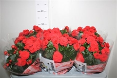 Begonia Double Halo 14Ø 28cm
