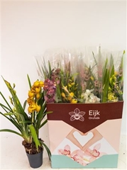Cymbidium Mixed 14Ø 75cm 2st