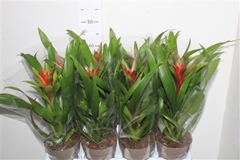 Guzmania Amoretto 14Ø 40cm
