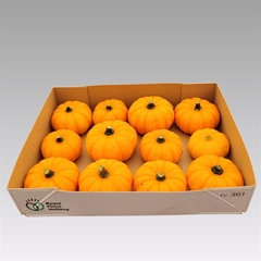 Cucurbita Pepo Jack Be Little 10cm