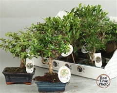 Bonsai Mix 15Ø 20cm